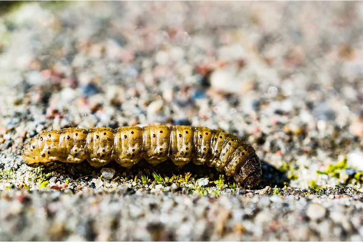 Armyworms pest control in Sydney by Hamro Best Pest Control