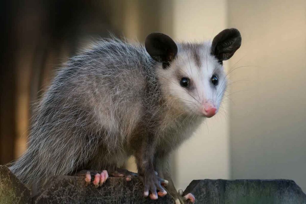 possum control sydney