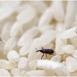 Stored-Product-pest-control