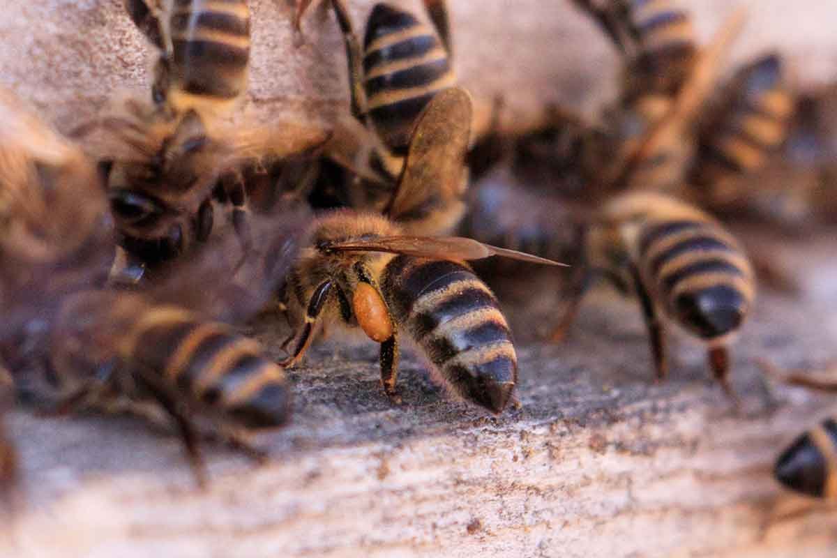 Hamro Best Pest Control providing expert bee pest control services.