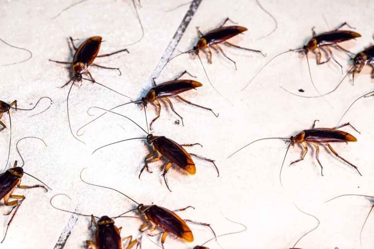 professional cockroach pest control by Hamro Best Pest Control.