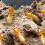 termite pest control denham court