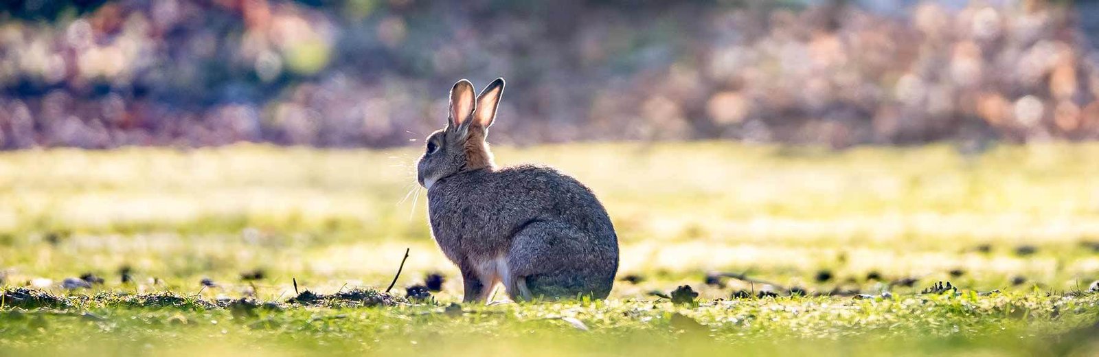 Best Wild rabbit control service near me by Hamro Best Pest Control
