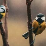 professional bird pest control services by Hamro Best Pest Control in Sydney