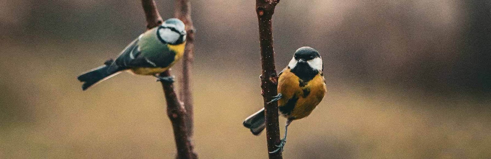 professional bird pest control services by Hamro Best Pest Control in Sydney