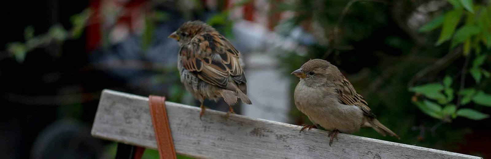 professional bird pest control services by Hamro Best Pest Control in Sydney