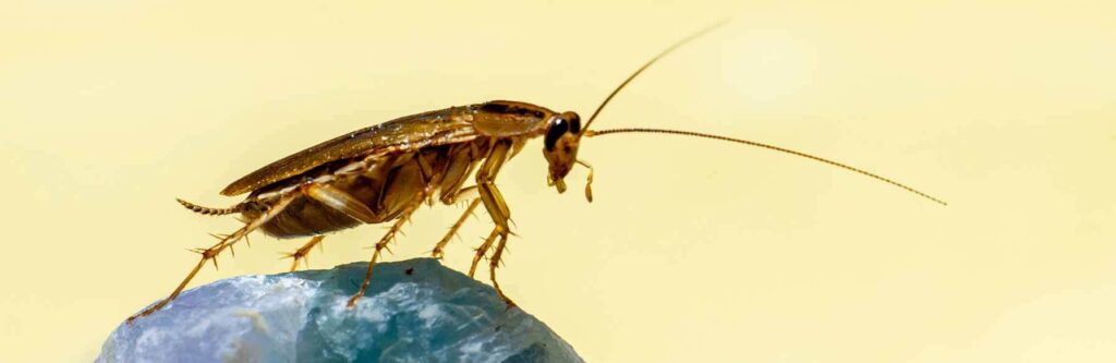 Cockroach Control Lidcombe by Hamro Best Pest Control