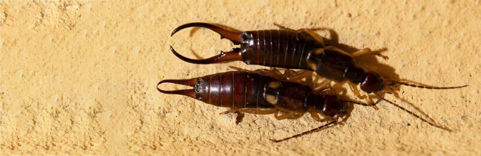 Earwig Pest Control in Sydney by Hamro Best Pest Control
