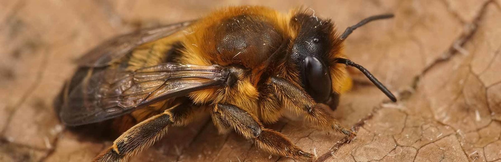 European wasp control in Sydney by Hamro Best Pest Control