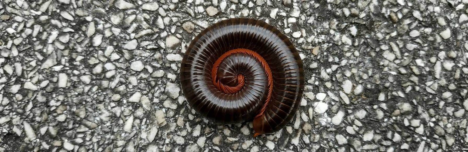 millipede pest control services in Sydney provided by Hamro Best Pest Control