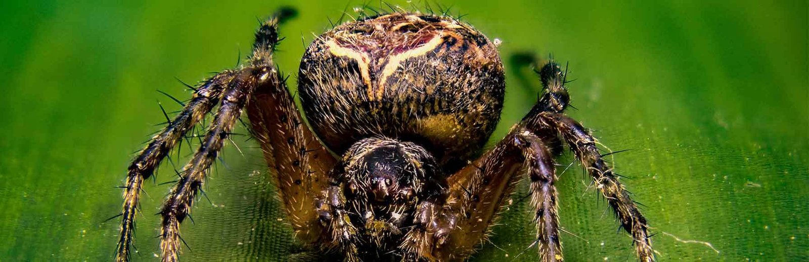 spider pest control services by Hamro Best Pest Control