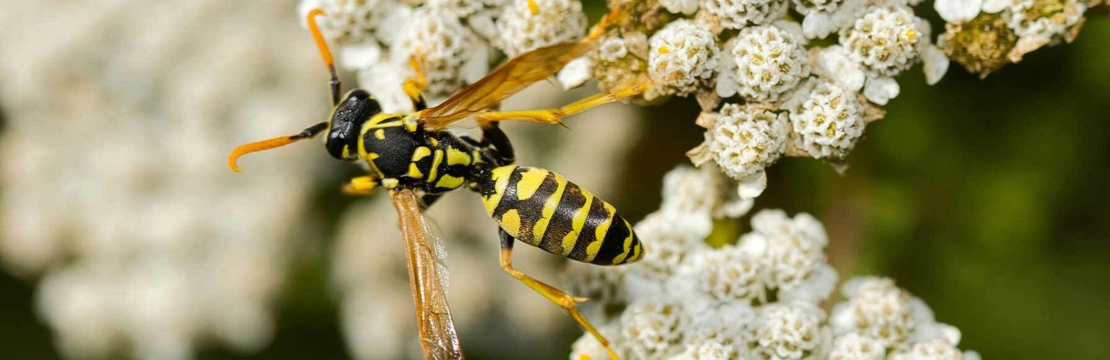 Wasp Pest Control Sydney by Hamro Best Pest Control