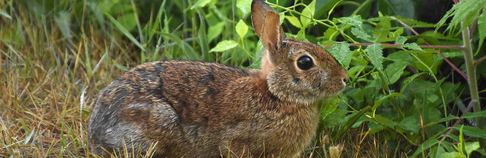 Wild Rabbit Control in Sydney by Hamro Best Pest Control
