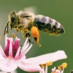 Bee pest control service in Sydney by Hamro Best Pest Control