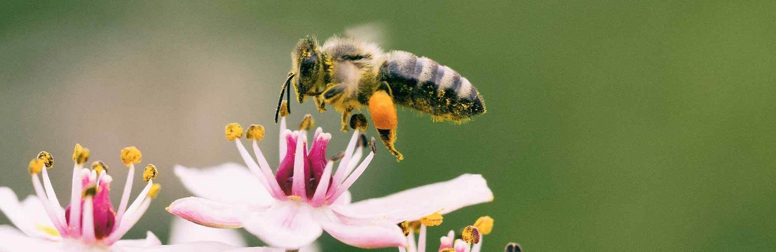 Bee pest control service in Sydney by Hamro Best Pest Control