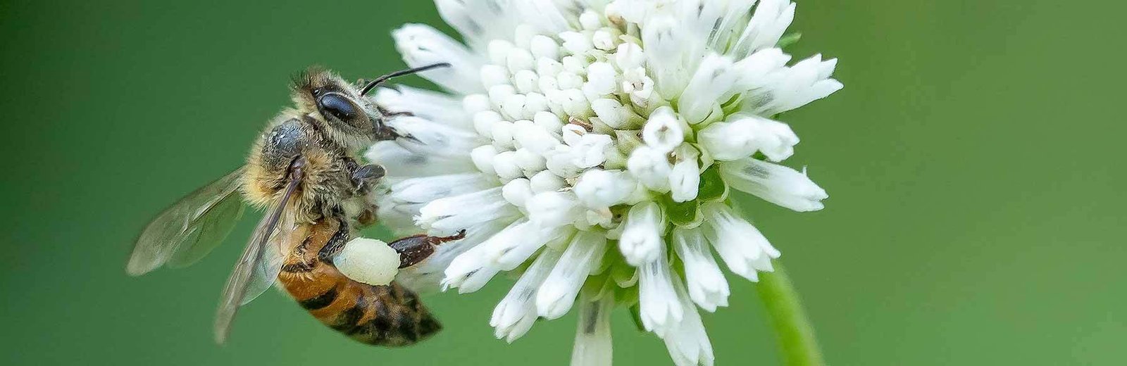 Bee pest control service in Sydney by Hamro Best Pest Control