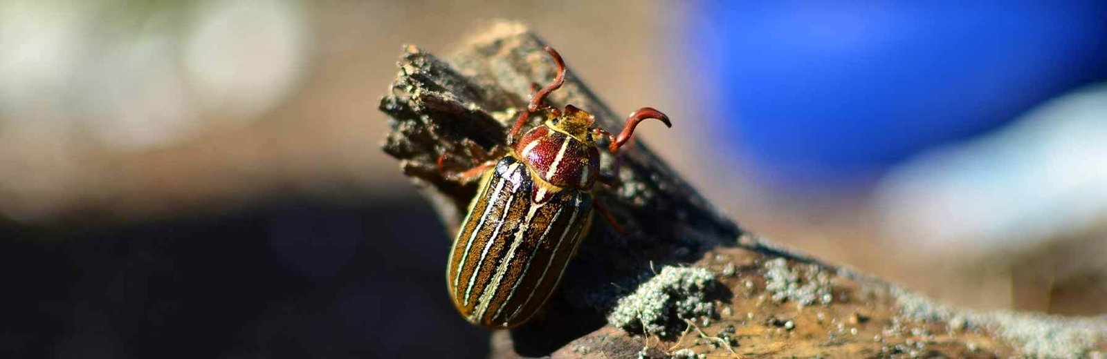 beetle pest control service by Hamro Best Pest Control