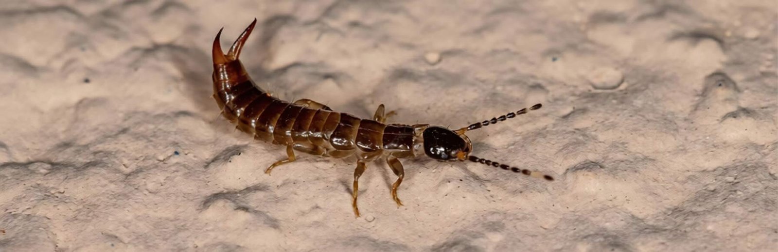 Best Pest Control for Earwigs by Hamro Best Pest Control