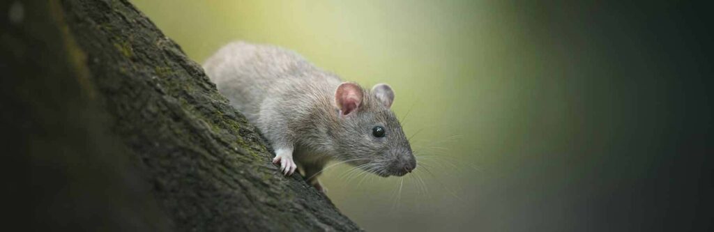 professional pest control technician removing rats
