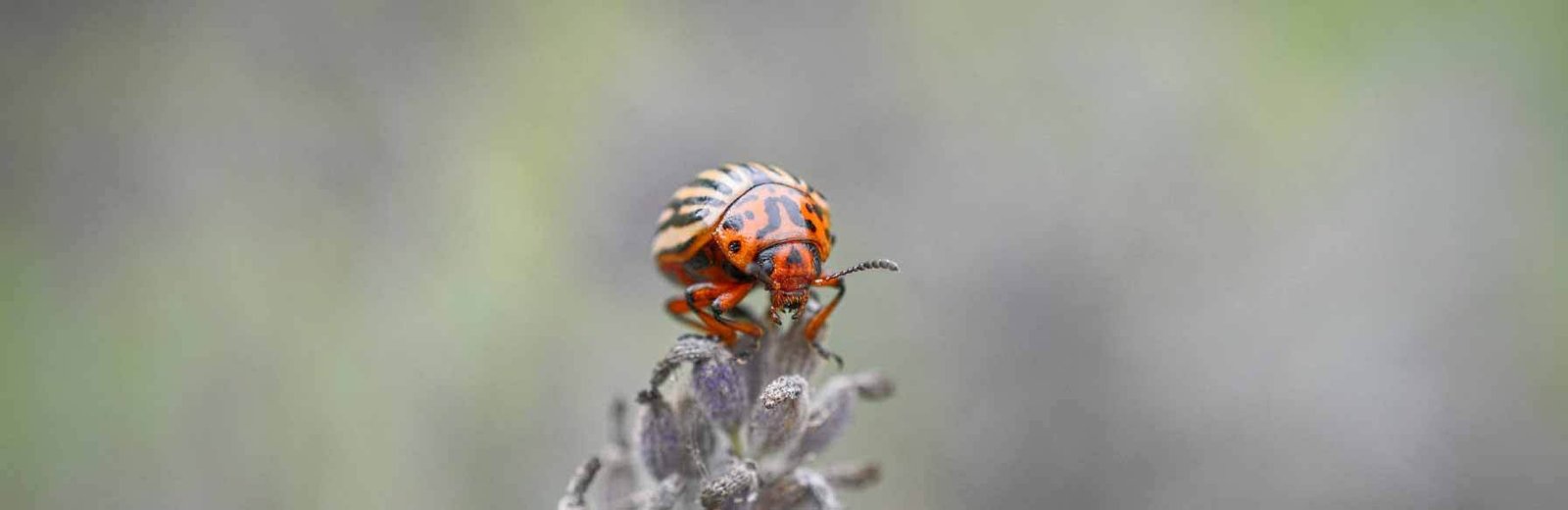 beetle pest control service by Hamro Best Pest Control