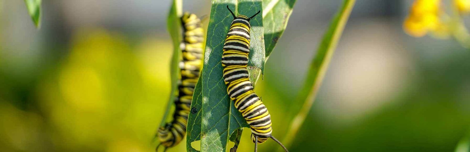Caterpillars on a leaf - eco-friendly caterpillar pest control in Sydney by Hamro Best Pest Control