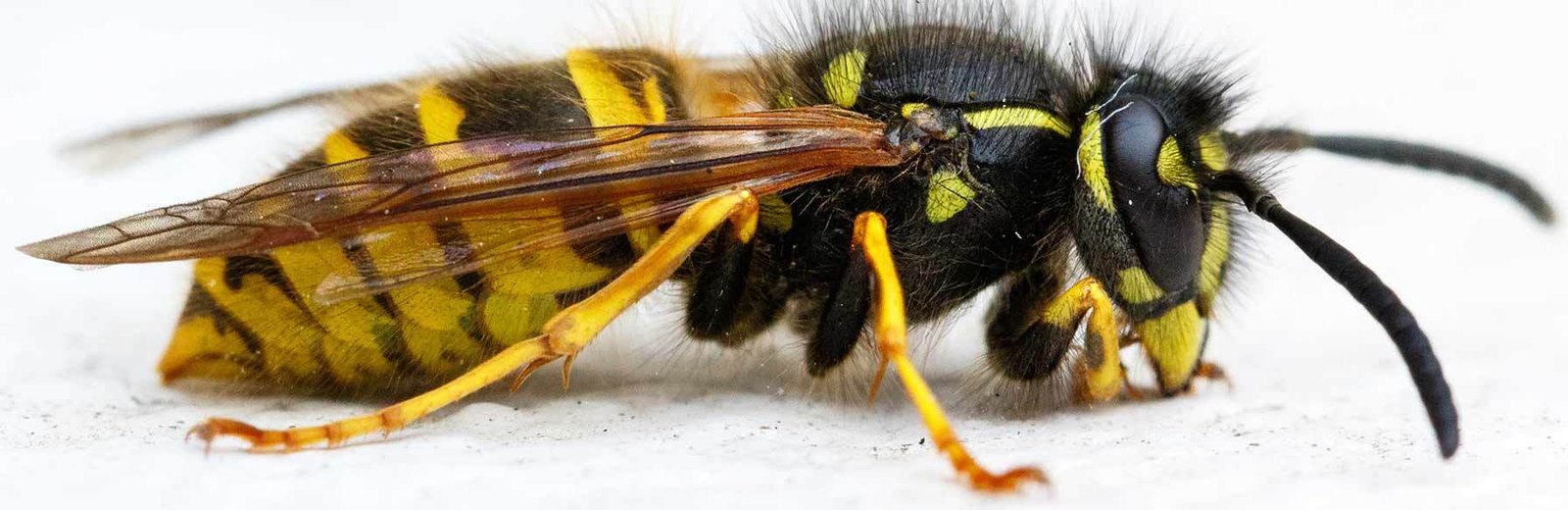 European wasp extermination services by Hamro Best Pest Control