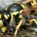 European wasp pest control and nest removal services in Sydney by Hamro Best Pest Control