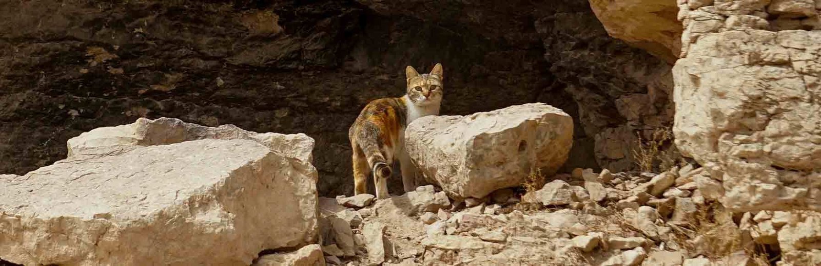 Hamro Best Pest Control’s feral cat control near me