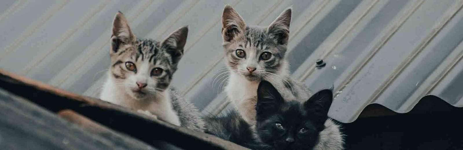 Hamro Best Pest Control’s feral cat control service in Sydney