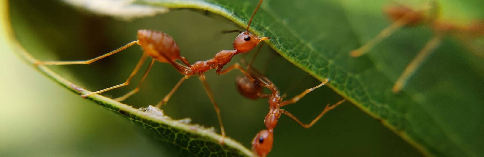 Hamro Best Pest Control’s fire ant pest control services near me