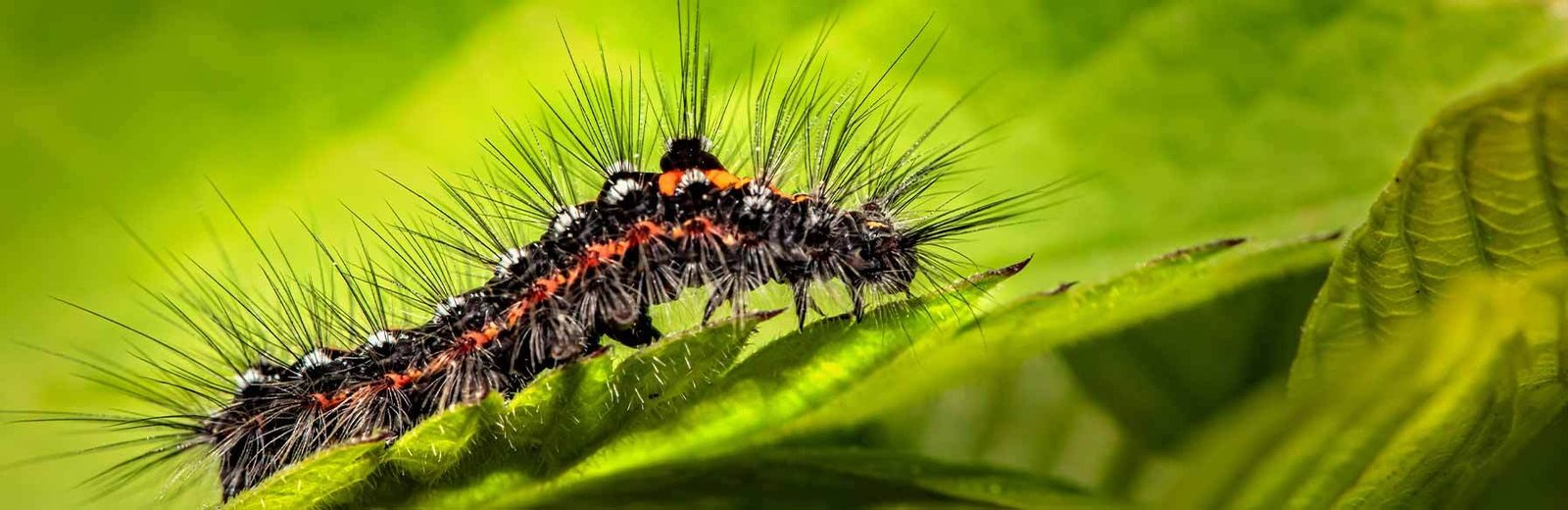 Hairy caterpillar on green leaf - professional caterpillar pest control by Hamro Best Pest Control