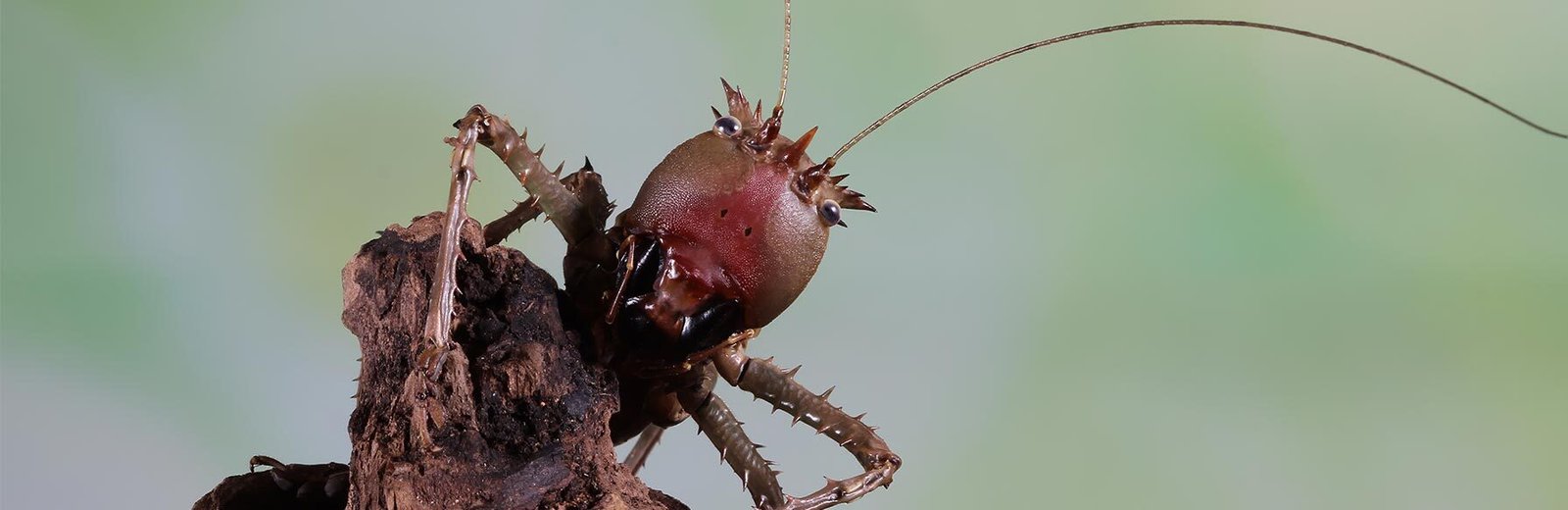 Lily Borer Pest Control by Hamro Best Pest Control