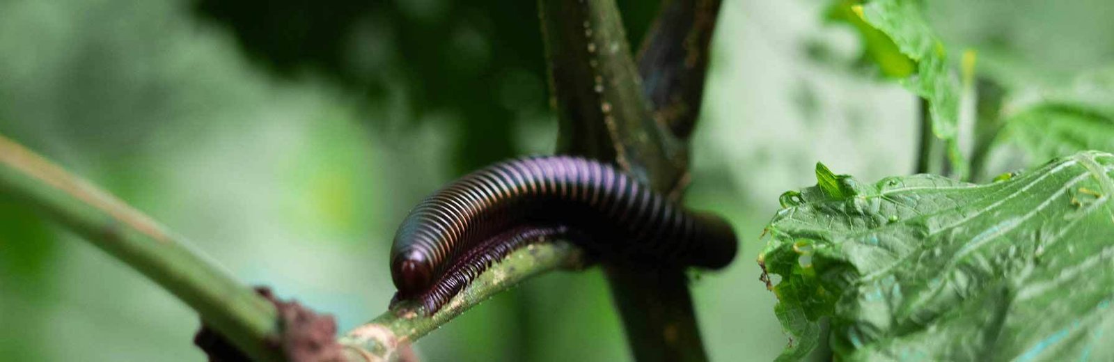 millipede pest control near me services provided by Hamro Best Pest Control