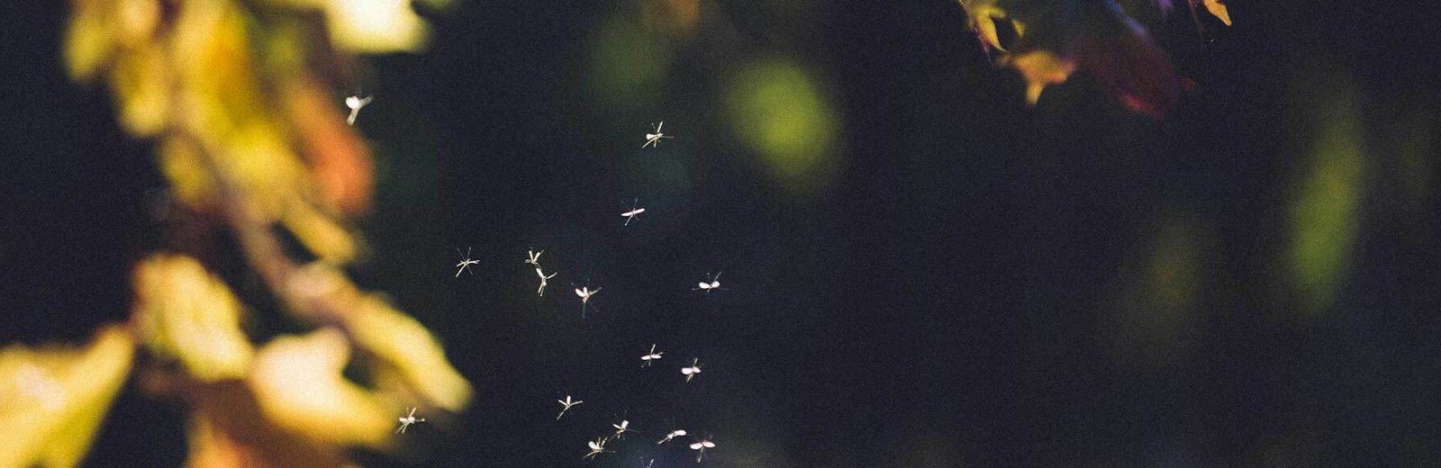 mosquito pest control Sydney by Hamro Best Pest Control Sydney