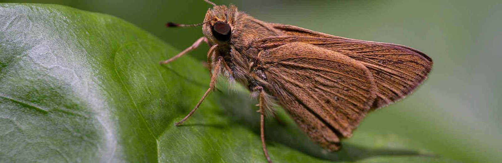 Moth Pest Control near me – Hamro Best Pest Control