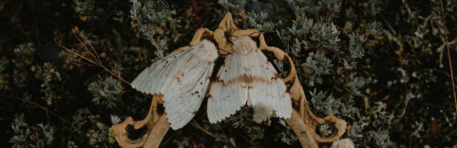 Pantry Moth Pest Control – Hamro Best Pest Control