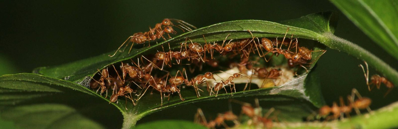 Hamro Best Pest Control’s pest control fire ants