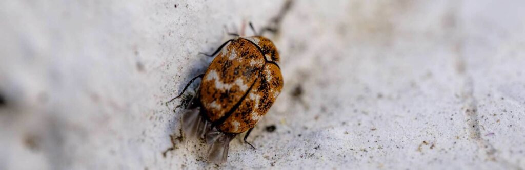 Licensed technician performing bed bug pest control in Sydney bedroom using professional treatment equipment for complete infestation removal.
