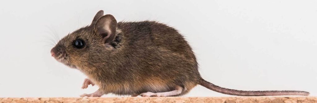 mice control treatment in residential home