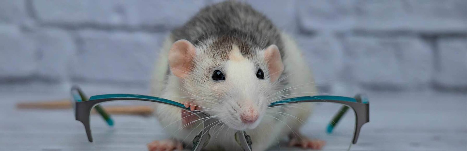 Pest Control for mice near me by Hamro Best Pest Control