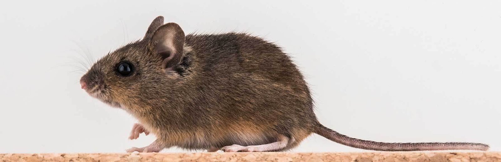 Pest Control for mice by Hamro Best Pest Control