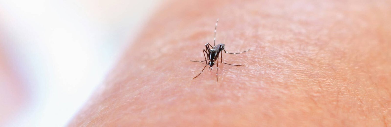 professional pest control for mosquito by Hamro Best Pest Control Sydney