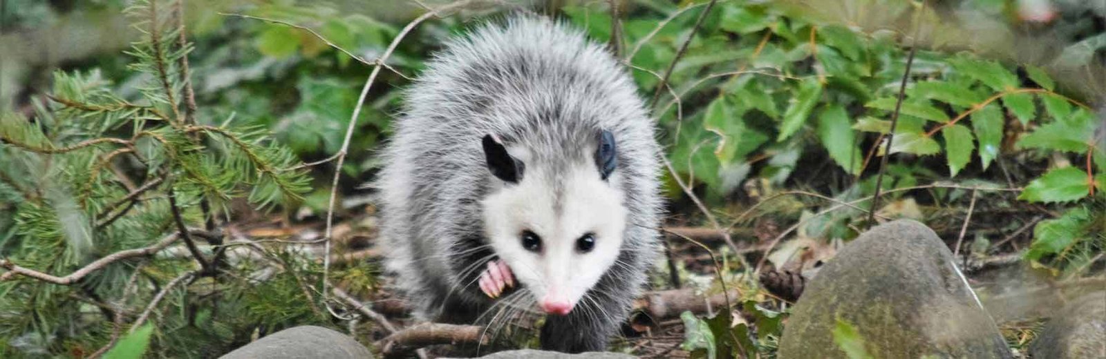 pest control for possum by Hamro Best Pest Control