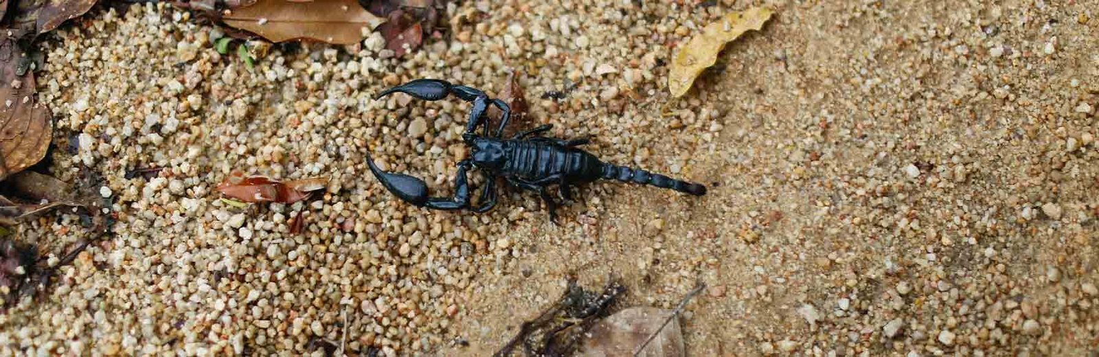 Scorpion Pest Control Sydney Sydney services by Hamro Best Pest Control