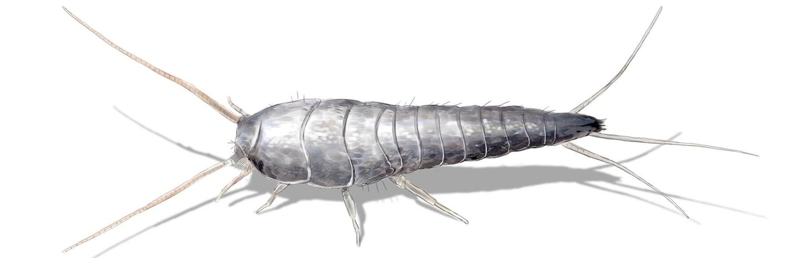 Silverfish Pest Control near me by Hamro Best Pest Control