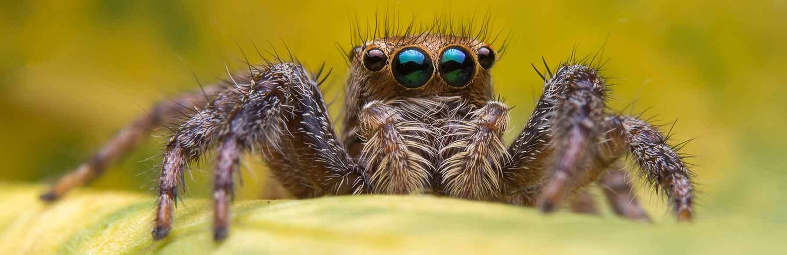 spider pest control services by Hamro Best Pest Control