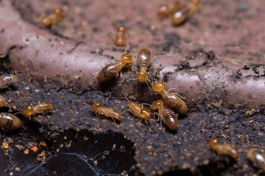 Termite Pest Control sydney, Local Pest Termite Control near me, Professional Termite protection Solutions, Pest Control & Termite Control, Termite Inspections