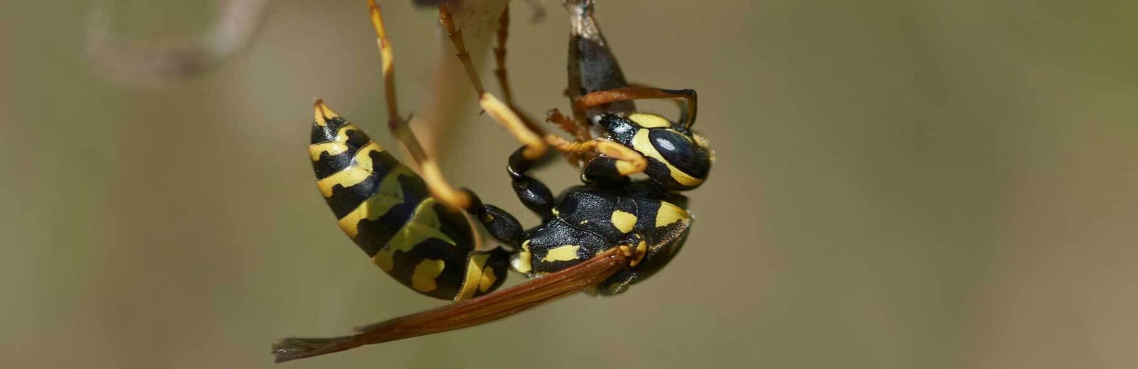 Wasp Pest Control services near me by Hamro Best Pest Control