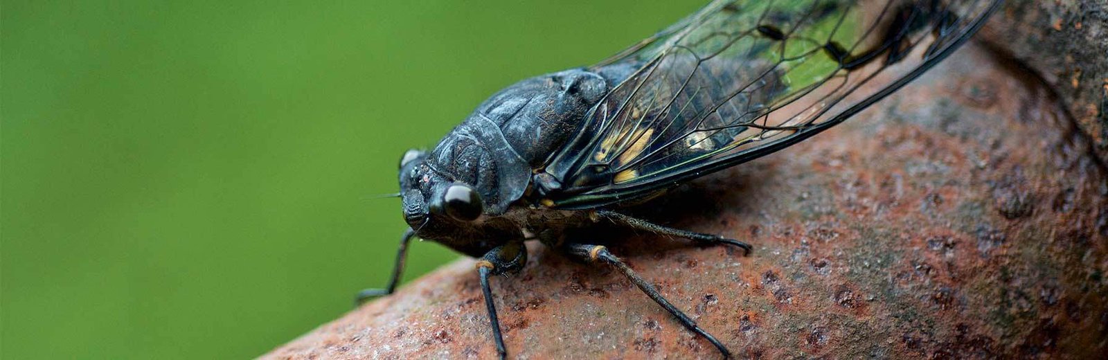 Wild Borer Pest Control near me by Hamro Best Pest Control