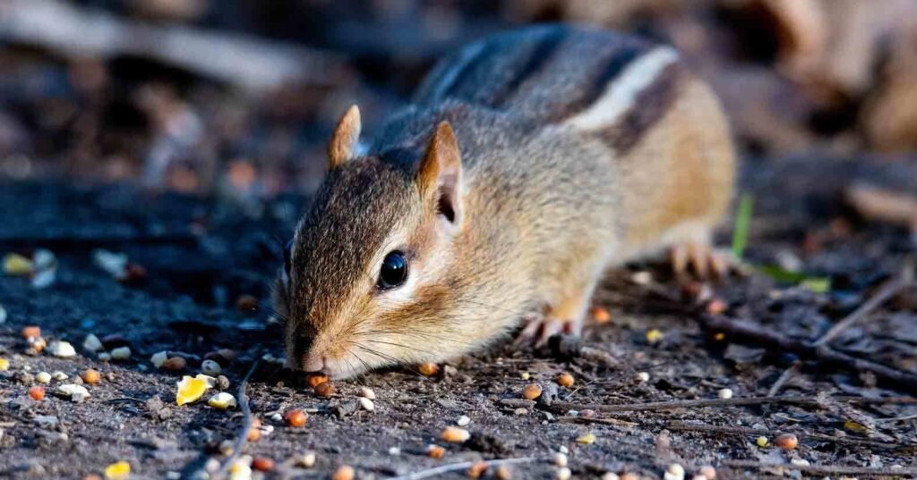 The Right Way to Handle Possum Removal in Sydney